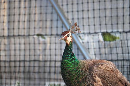 a peacock is standing in front of a fence at まほろばの家 in Awaji