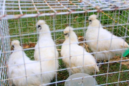 a group of white chickens in a cage at まほろばの家 in Awaji