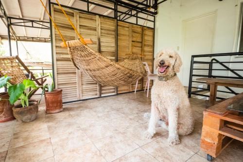 a dog sitting in a room with a hammock at RAINFOREST Nest Self-Service Home in Subic Bay - Monkeys, Bats, Roofdeck! in Subic Bay Intl