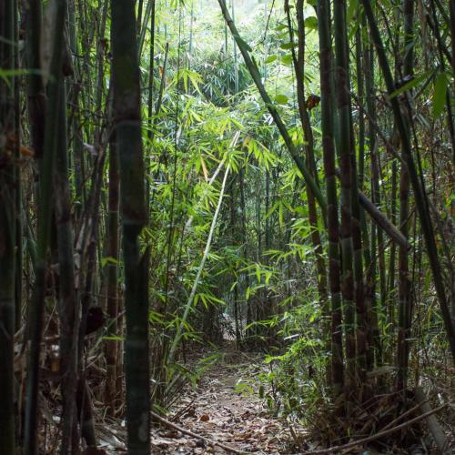 a path through the bamboo forest at Rainforest Nest - CAHAYA, PITI, VIRYA Nest with Self-Service Breakfast, Balcony, Monkeys, Bats! in Subic Bay Intl