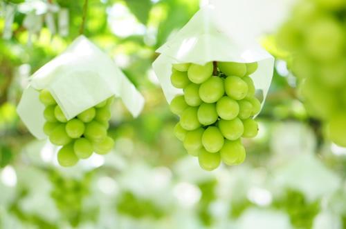 a bunch of green grapes hanging from a tree at Tabist Hotel Rakuserina in Fuefuki