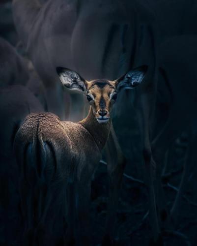 Gallery image of Big Cats Namibia Farmstay & Tours in Outjo
