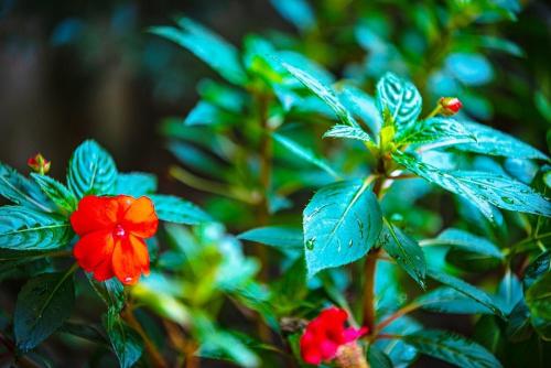 a red flower on a plant with green leaves at Jeonju Onggi Jonggi Hanok Stay in Jeonju