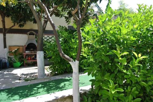 a tree in front of a building with a oven at B&B La Villetta Palese in Bari
