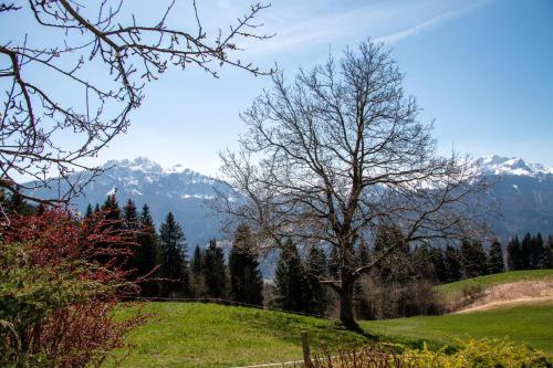 a tree in a field with mountains in the background at Urlaub wie früher bei Oma in Hermagor