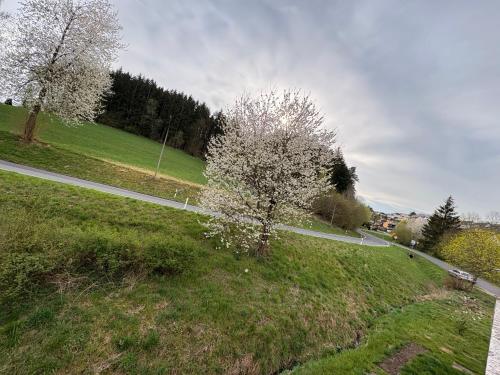 a road with a tree in the middle of a field at Pine Retreat - near Rußweiher in Eschenbach in der Oberpfalz