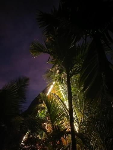 a group of palm trees lit up at night at Sigiriya Eco Tree House in Sigiriya