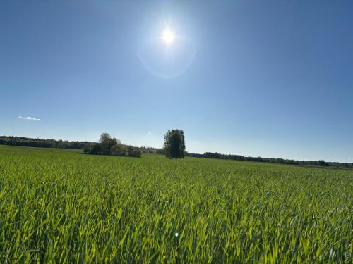 a field of green grass with the sun in the sky at dla mnie się podoba in Krzywiec