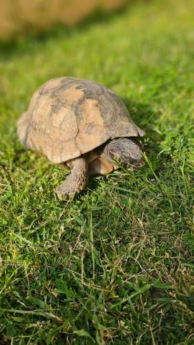 ゲストハウスの敷地内または近くにいる動物