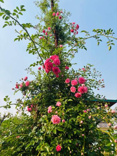 a bunch of pink flowers on a tree at Lap Of Himalayas Resort in Kausani