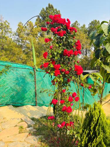 a bunch of red roses growing in a garden at Lap Of Himalayas Resort in Kausani