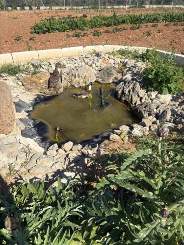 a small pond of water in a field with rocks at Masseria Causio in Giurdignano