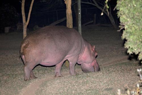 a large pink pig standing in the grass at Elsamere Lodge Naivasha in Naivasha