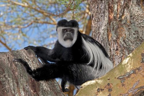 a black and white monkey sitting on a tree at Elsamere Lodge Naivasha in Naivasha