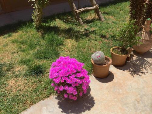 a bunch of purple flowers in a yard with potted plants at Kasbah Alami in Kalaat MGouna