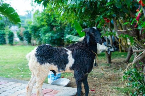 a black and white goat eating leaves from a tree at Serene Resort Hyderabad in Shamshabad