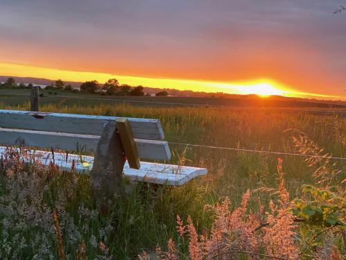 a bench in a field with the sunset in the background at Strandhof Holnis in Glücksburg