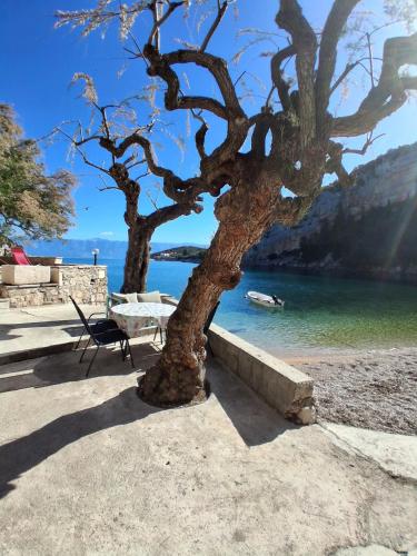 a tree and a bench next to the water at Apartment Maestrol in Zastražišće