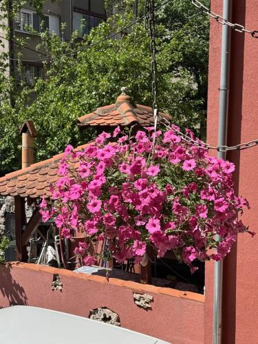 a pot of pink flowers hanging from a building at Zvezdana noc in Zvezdara