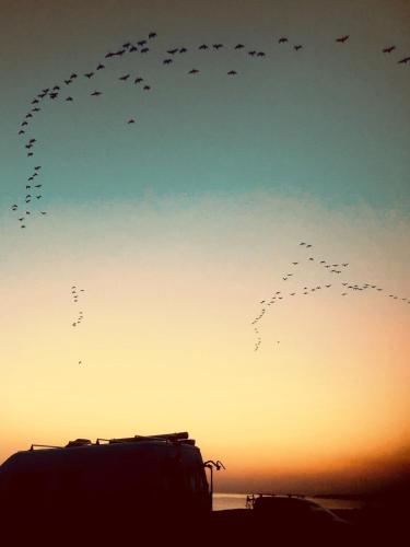 a flock of birds flying in the sky at Beautiful and romantic 2 bedroom villa on the island Aeroe in Søby