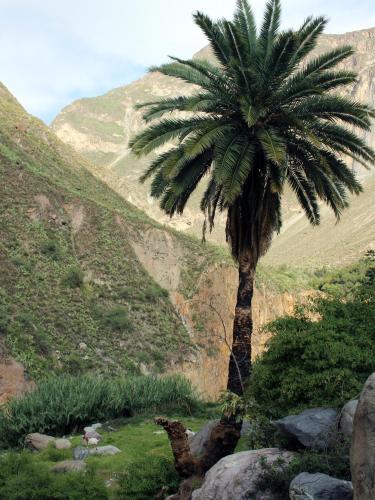a palm tree on the side of a mountain at Oasis Paraiso Ecolodge in Cabanaconde