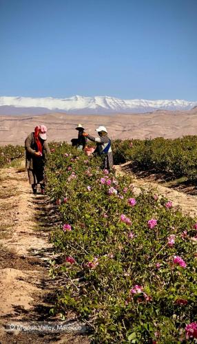 Clientes alojados en Gîte d'étape Tamaloute