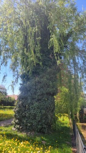 a large tree covered in ivy next to a fence at Relax Cozy Wellbeing Room Near train station in Kleinbettingen