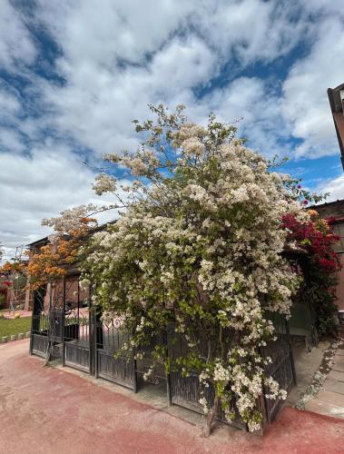 a large tree with white flowers on a fence at FEKHARA Country Club in Marrakech