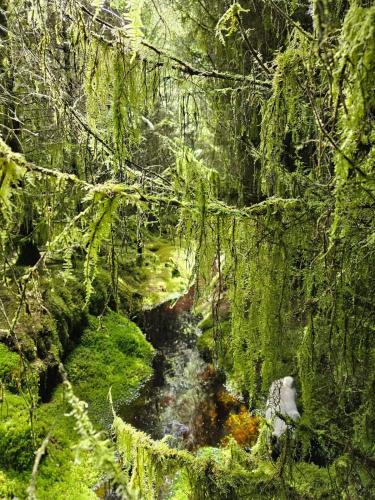 a painting of a stream in a forest at Eden House and Pet Farm in Feevaghmore