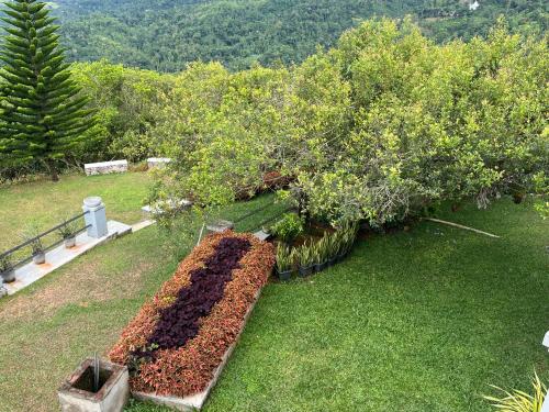 a garden with a bunch of bushes and trees at Rose Hill Bungalow in Gampola