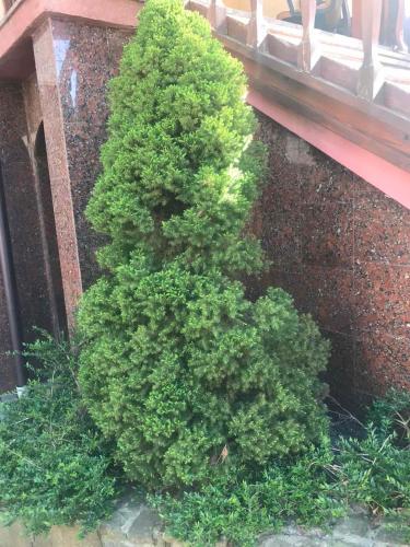 a green tree sitting on the side of a building at Red Stone in Truskavets