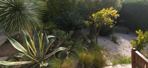 a garden with many different types of plants at Aigues Marines in Aigues-Mortes