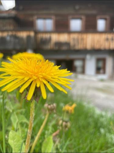 a yellow flower in a field with a building in the background at Appartamento Netta'Schtol in Sappada