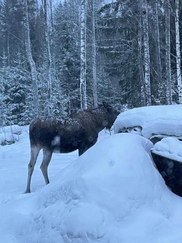 a moose standing in the snow in the woods at Henar Bed & Breakfast in Gävle