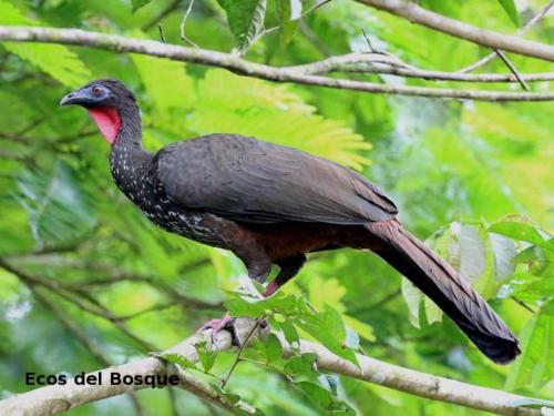 Animales en el tented camp o alrededores