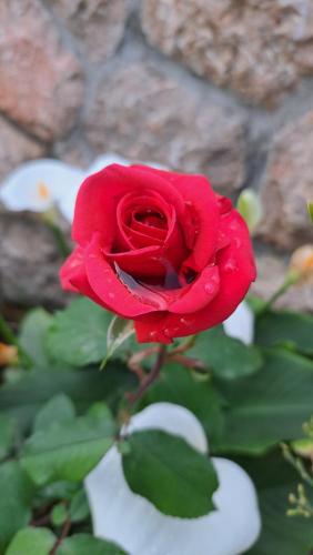 Galeriebild der Unterkunft Apartmani Tomić in Seline