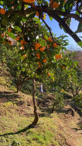 Jardín al aire libre en Cozy place in mountains of Ajaria