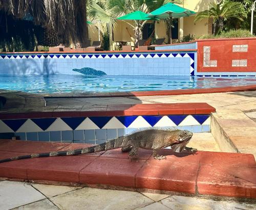 a lizard standing next to a swimming pool at Solar de Pipa Prime - Frente piscina in Pipa