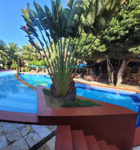 a palm tree sitting next to a swimming pool at Solar de Pipa Prime - Frente piscina in Pipa