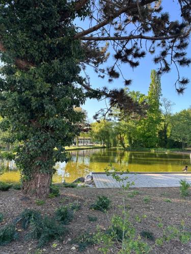 a tree in front of a lake with a building at L'Alcôve Alsacienne avec climatisation et terrasse in Entzheim