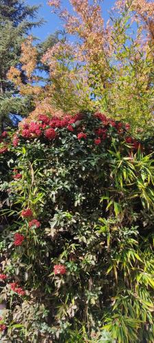 a bush of red flowers in front of a tree at Wine&Sun in Gobernador Benegas