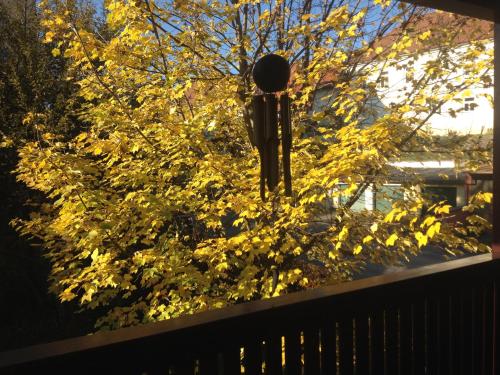 a tree with yellow leaves in front of a window at City Apartment Vasiri in Knittelfeld