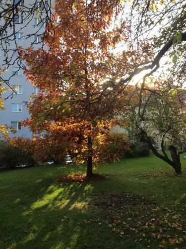 a tree in a field with a building in the background at City Apartment Vasiri in Knittelfeld