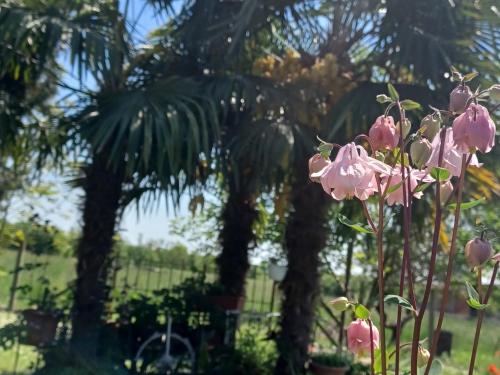 Κήπος έξω από το Casa colibrì