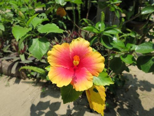 a large pink and yellow flower on a plant at Bangbaobeach Resort in Ko Chang