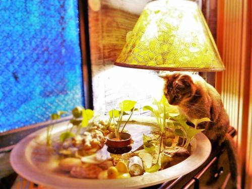 a cat sitting on a table next to a lamp at 33 Backpacker in Hengchun South Gate