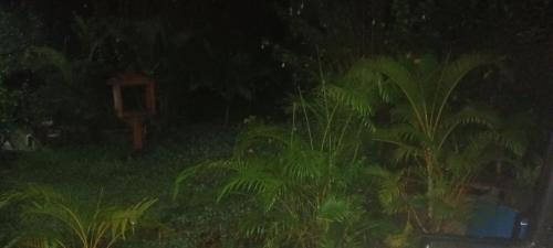 Κήπος έξω από το Home stay