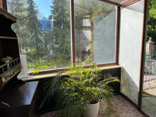 a room with a large window and a potted plant at Schöne Wohnung im Helenental in Baden