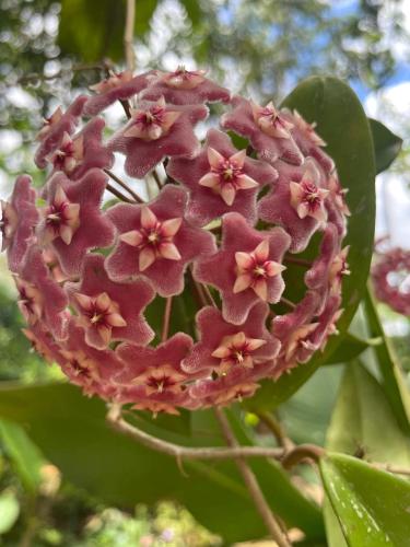 a close up of a pink flower on a plant at Kakao Lodge & Garden Río Celeste in Bijagua