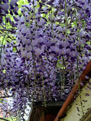 a bunch of purple flowers in a pot at Villa Albina in La Loggia